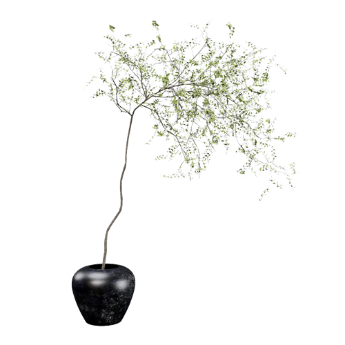 植物 ID：E02201307