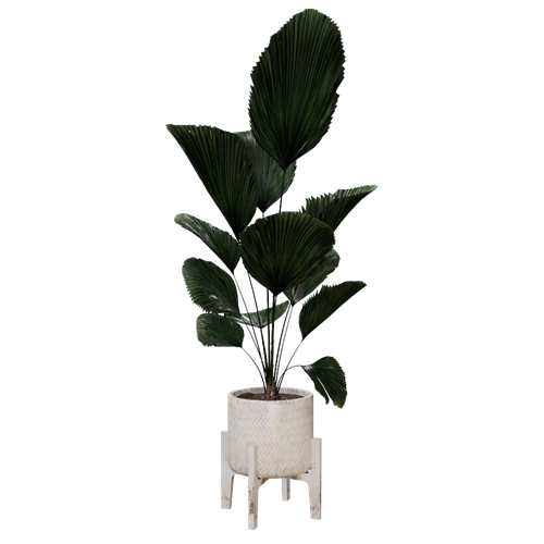 植物盆栽摆件 ID：E02201698