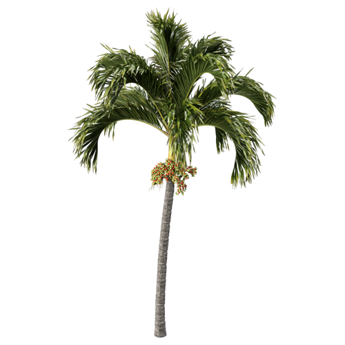 树乔木植物 ID：V01300008