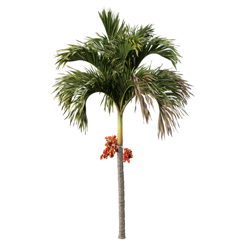 树乔木植物 ID：V01300010
