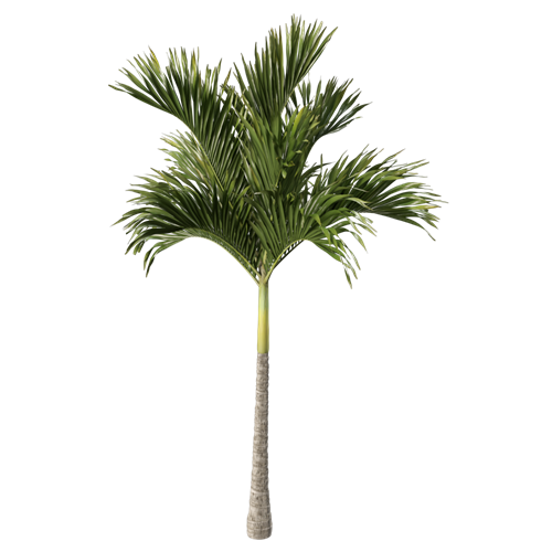 树乔木植物 ID：V01300011