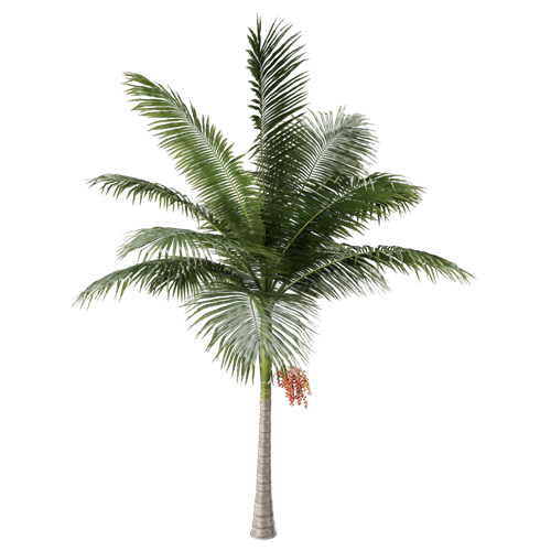 树乔木植物 ID：V01300012