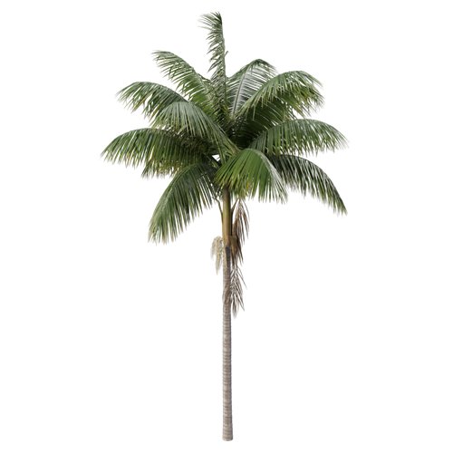 树乔木植物 ID：V01300016