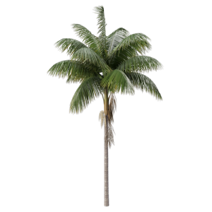 树乔木植物 ID：V01300016