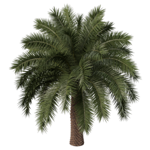 树乔木植物 ID：V01300017