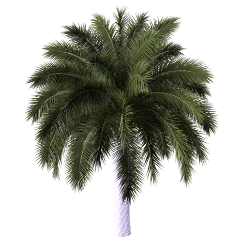 树乔木植物 ID：V01300018