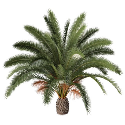 树乔木植物 ID：V01300019