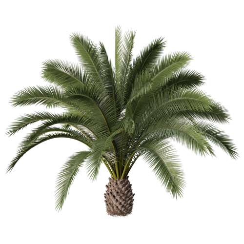 树乔木植物 ID：V01300020