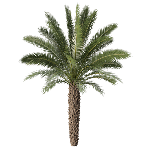 树乔木植物 ID：V01300021