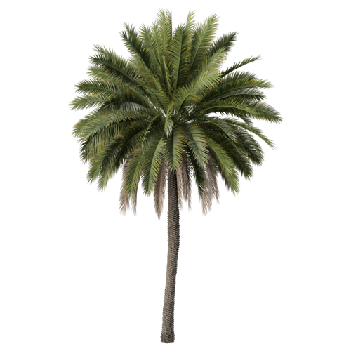 树乔木植物 ID：V01300022
