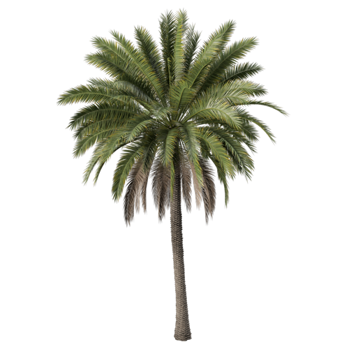 树乔木植物 ID：V01300023