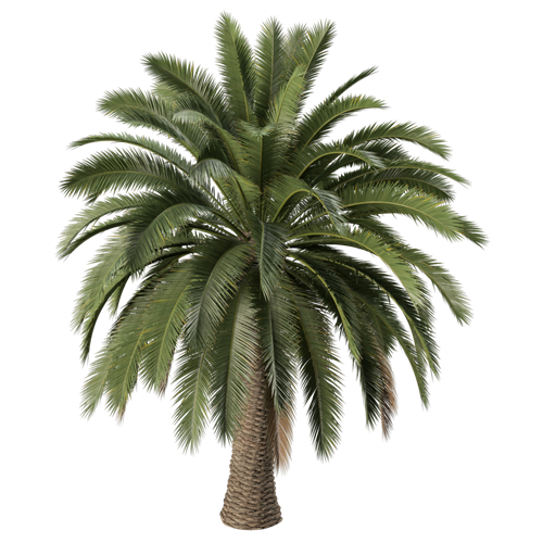 树乔木植物 ID：V01300024