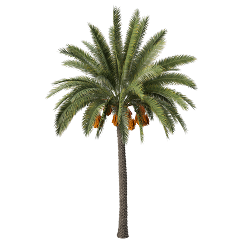 树乔木植物 ID：V01300025