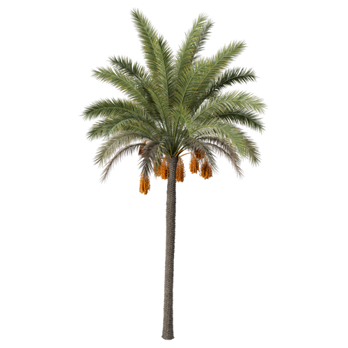 树乔木植物 ID：V01300026