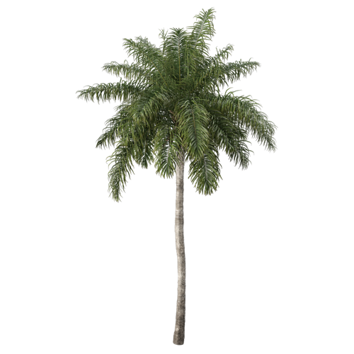 树乔木植物 ID：V01300027