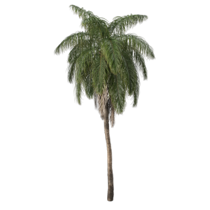 树乔木植物 ID：V01300028