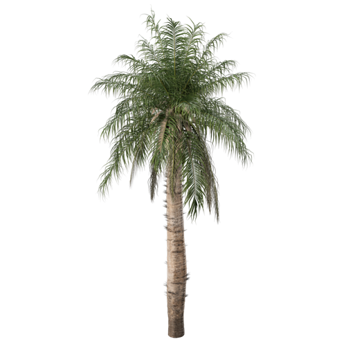 树乔木植物 ID：V01300029