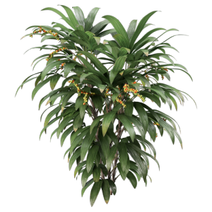 树灌木植物 ID：V01300032