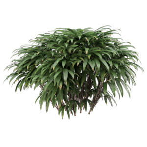 树灌木植物 ID：V01300033