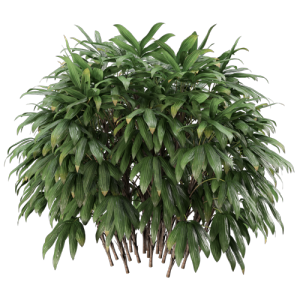树灌木植物 ID：V01300034