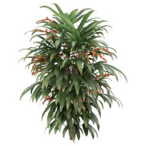 树灌木植物 ID：V01300035
