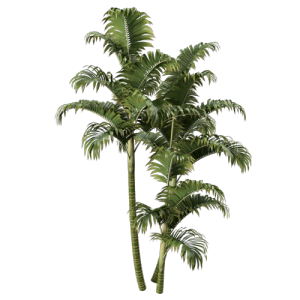 树灌木植物 ID：V01300036