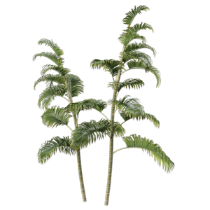 树灌木植物 ID：V01300037