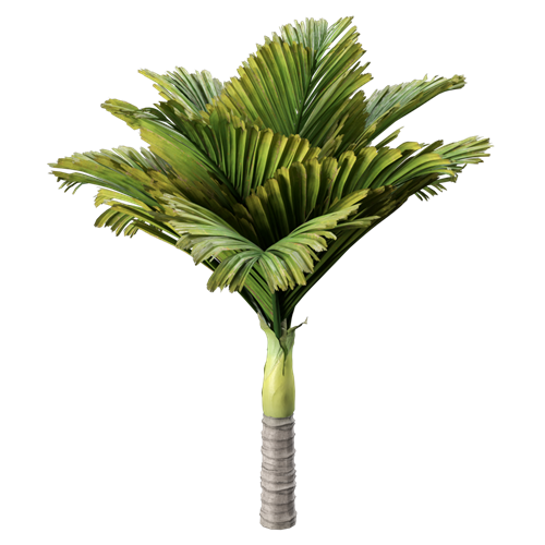 树乔木植物 ID：V01300040