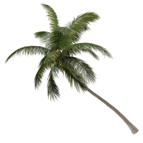 树乔木植物 ID：V01300044