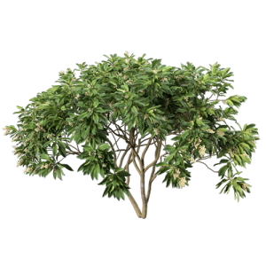 树乔木植物 ID：V01300047