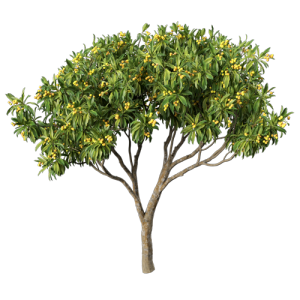 树乔木植物 ID：V01300050