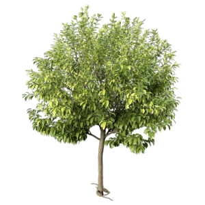 树乔木植物 ID：V01300051