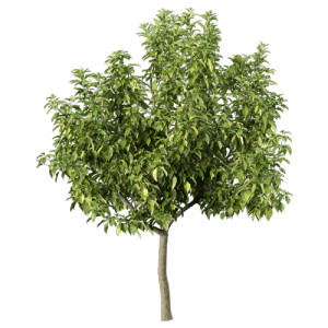 树乔木植物 ID：V01300052
