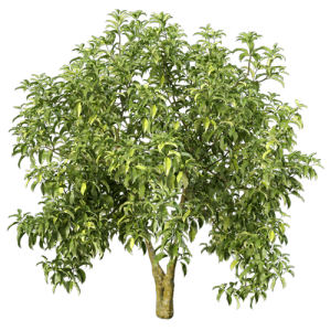 树乔木植物 ID：V01300053