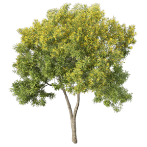 树乔木植物 ID：V01300054