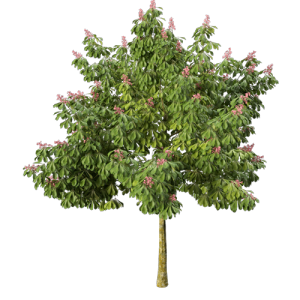 树乔木植物 ID：V01300057