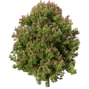 树乔木植物 ID：V01300058