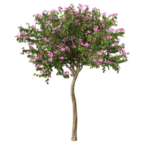 树乔木植物 ID：V01300063