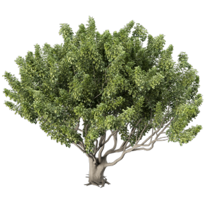 树乔木植物 ID：V01300065