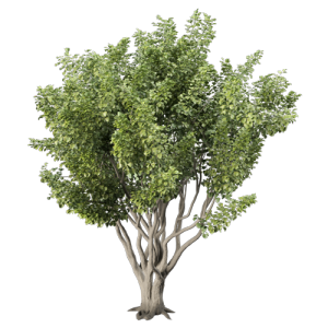 树乔木植物 ID：V01300066