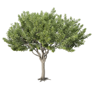 树乔木植物 ID：V01300067