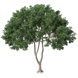 树乔木植物 ID：V01300068