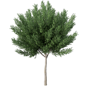 树乔木植物 ID：V01300069
