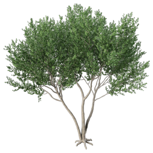 树乔木植物 ID：V01300070