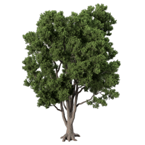 树乔木植物 ID：V01300071