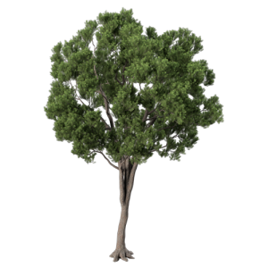 树乔木植物 ID：V01300072