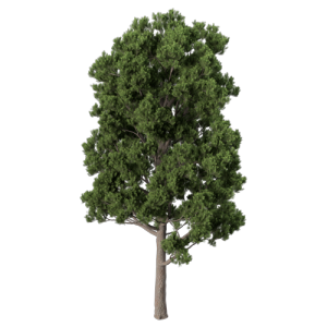 树乔木植物 ID：V01300073