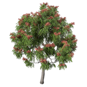 树乔木植物 ID：V01300074