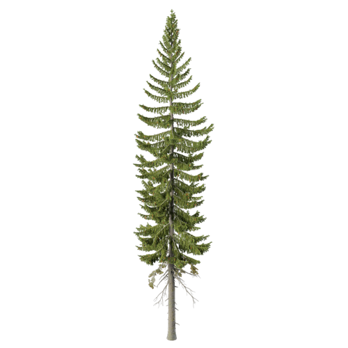 松树柏树乔木植物 ID：V01300079