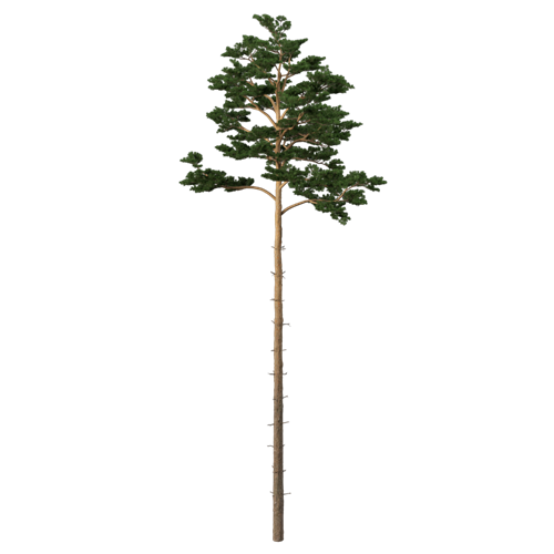 松树柏树乔木植物 ID：V01300087
